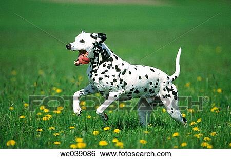 Dalmatian View Large Photo Image Stock Photograph - Dalmatian. Fotosearch