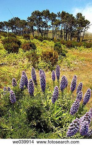 day, flower, Landscape, nature, outdoor View Large Photo Image Picture - day, flower, Landscape, nature, outdoor. Fotosearch