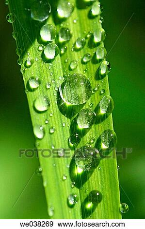 Day-lily (Hemerocallis hybr. ) leaf with water drops View Large Photo Image Stock Photo - Day-lily (Hemerocallis hybr. ) leaf with water drops. Fotosearch