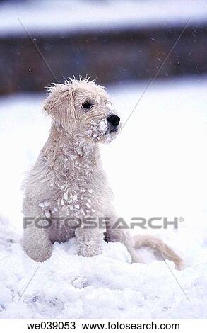 Dog View Large Photo Image Stock Image - Dog. Fotosearch