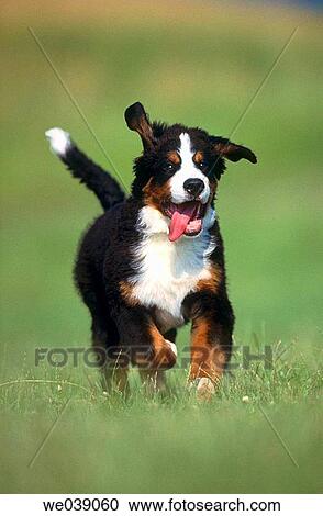 Dog View Large Photo Image Stock Image - Dog. Fotosearch
