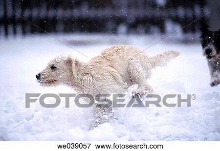 Dog View Large Photo Image Stock Photo - Dog. Fotosearch