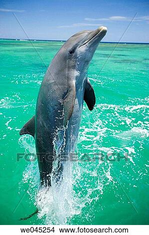 Picture - Dolphins (Tursiops truncatus) Carribean Sea near Roatan, Honduras. Fotosearch