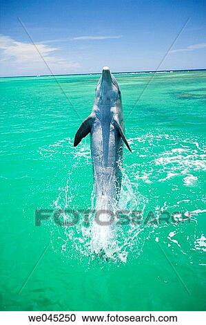 Stock Image - Dolphins (Tursiops truncatus) Carribean Sea near Roatan, Honduras. Fotosearch