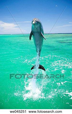 Stock Image - Dolphins (Tursiops truncatus) Carribean Sea near Roatan, Honduras. Fotosearch