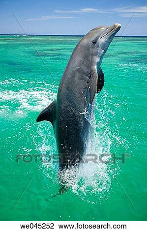Stock Image - Dolphins (Tursiops truncatus) Carribean Sea near Roatan, Honduras. Fotosearch