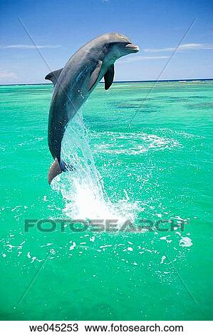 Stock Image - Dolphins (Tursiops truncatus) Carribean Sea near Roatan, Honduras. Fotosearch