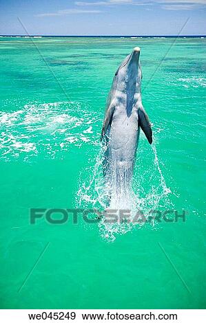 Stock Photo - Dolphins (Tursiops truncatus) Carribean Sea near Roatan, Honduras. Fotosearch