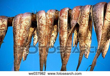 Dried fish. Maharashtra, India View Large Photo Image Stock Image - Dried fish. Maharashtra, India. Fotosearch