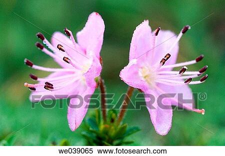 Dwarf Alpenrose (Rhodothamnus chamaecistus). Dolomites. Italy View Large Photo Image Stock Photography - Dwarf Alpenrose (Rhodothamnus chamaecistus). Dolomites. Italy. Fotosearch