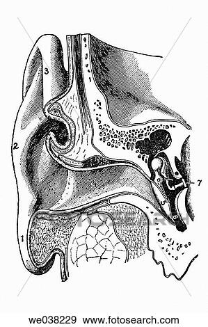 Ear diagram, from a 1920's medicine treaty View Large Photo Image Stock Photo - Ear diagram, from a 1920's medicine treaty. Fotosearch