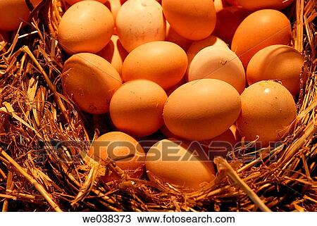 Eggs at La Boquer? a market, Barcelona. Catalonia, Spain View Large Photo Image Stock Image - Eggs at La Boquer? a market, Barcelona. Catalonia, Spain. Fotosearch