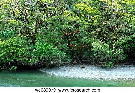 Elinton river at lake Gunn, Fiordland NP. South Island. New Zealand View Large Photo Image Stock Photo - Elinton river at lake Gunn, Fiordland NP. South Island. New Zealand. Fotosearch