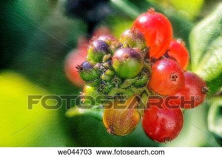 European Honeysuckle (Lonicera periclymenum). Maryland, USA, July 2004 View Large Photo Image Stock Image - European Honeysuckle (Lonicera periclymenum). Maryland, USA, July 2004. Fotosearch