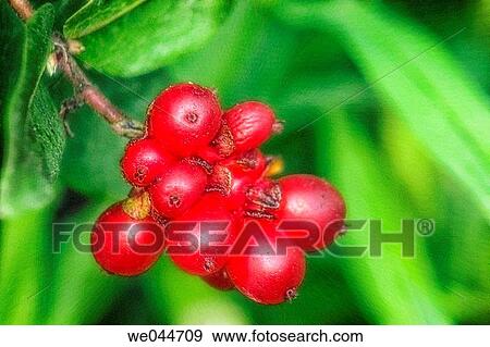 European Honeysuckle (Lonicera periclymenum). Maryland, USA, July 2004 View Large Photo Image Stock Photo - European Honeysuckle (Lonicera periclymenum). Maryland, USA, July 2004. Fotosearch