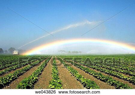 Fields of beans under irrigation producing a rainbow near Homestead, Florida, USA. View Large Photo Image Stock Photograph - Fields of beans under irrigation producing a rainbow near Homestead, Florida, USA.. Fotosearch