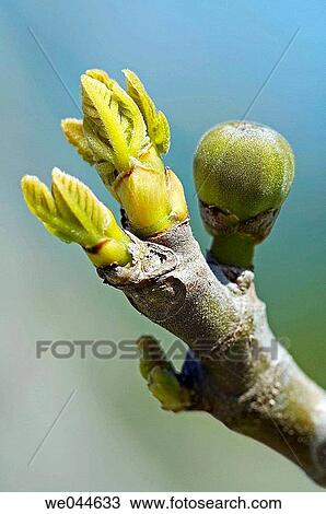 Fig tree branch with immature fig. View Large Photo Image Stock Image - Fig tree branch with immature fig.. Fotosearch