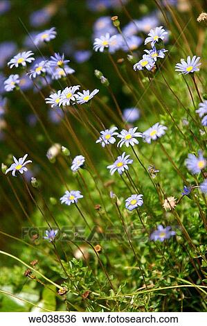 Flowers in garden View Large Photo Image Stock Photograph - Flowers in garden. Fotosearch