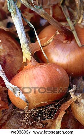 Food, nutrition brown onions. View Large Photo Image Stock Photo - Food, nutrition brown onions.. Fotosearch