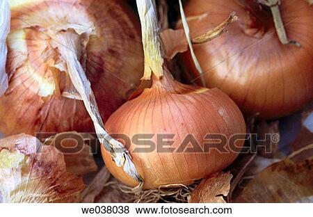 Food, nutrition brown onions. View Large Photo Image Stock Photo - Food, nutrition brown onions.. Fotosearch