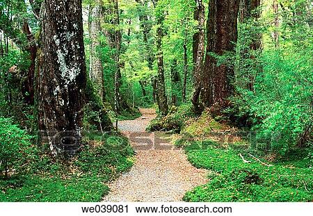 Footpath. Fiordland National Park. South Island. New Zealand View Large Photo Image Stock Image - Footpath. Fiordland National Park. South Island. New Zealand. Fotosearch
