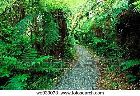 Footpath through rainforest. Mount Aspiring National Park. New Zealand View Large Photo Image Stock Image - Footpath through rainforest. Mount Aspiring National Park. New Zealand. Fotosearch