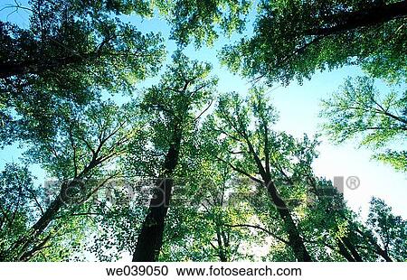 Forest. Bavaria. Germany. View Large Photo Image Stock Image - Forest. Bavaria. Germany.. Fotosearch