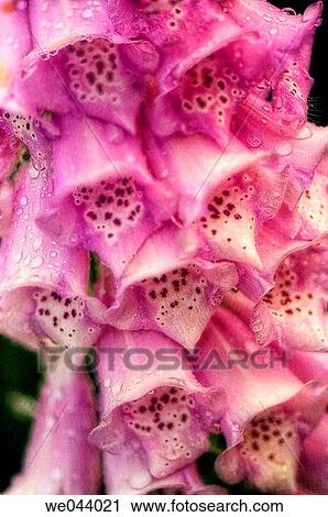 Foxglove flower close-up. Digitalis purpurea SHIRLEY. June. Maryland, USA View Large Photo Image Stock Image - Foxglove flower close-up. Digitalis purpurea SHIRLEY. June. Maryland, USA. Fotosearch