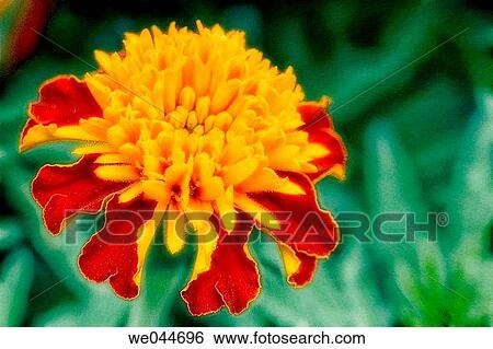 French Marigold (Tagetes patula). Maryland, USA, July 2004 View Large Photo Image Stock Photograph - French Marigold (Tagetes patula). Maryland, USA, July 2004. Fotosearch