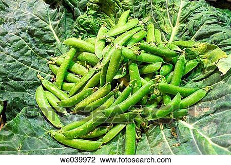 Fresh green peas. Boquer? a market. Barcelona. Catalunya. Spain. View Large Photo Image Stock Image - Fresh green peas. Boquer? a market. Barcelona. Catalunya. Spain.. Fotosearch