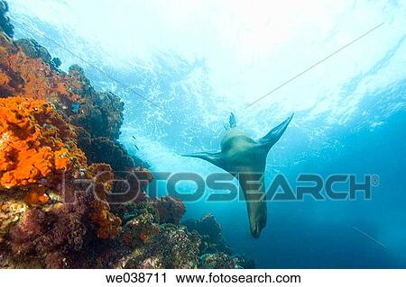 Stock Image - Galapagos Sea Lion (Zalophus californianus). Bartholome Island, Galapagos Islands National Park, Ecuador. Fotosearch