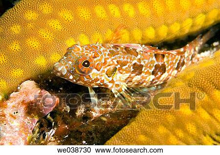 Stock Image - Galapagos Triplefin Blenny (Lepidonectes coarallicola). Galapagos Islands National Park, Ecuador. Fotosearch