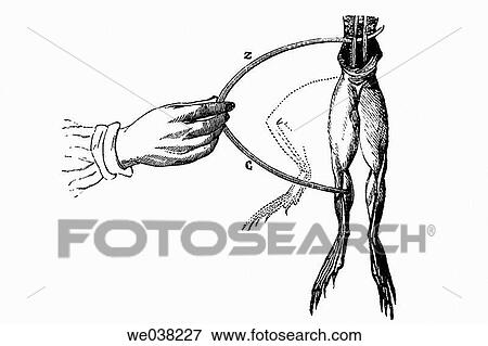 Galvani's animal electricity test (1780), antique drawing View Large Photo Image Stock Photo - Galvani's animal electricity test (1780), antique drawing. Fotosearch