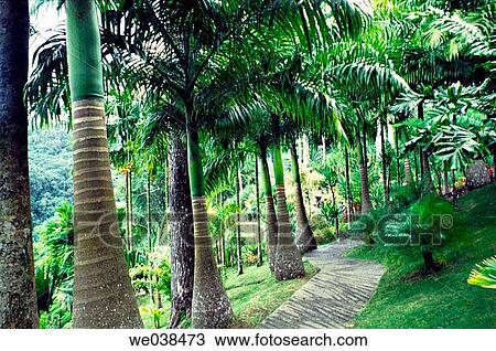 Garden of Balata, Martinique View Large Photo Image Stock Image - Garden of Balata, Martinique. Fotosearch