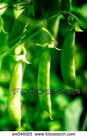 Stock Photography - Garden Peas. Pisum sativum. June. Maryland, USA. Fotosearch