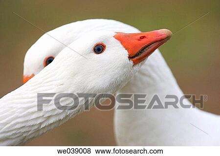 Geese View Large Photo Image Stock Photo - Geese. Fotosearch