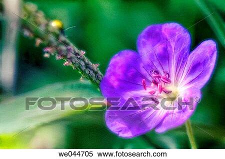 Geranium Flower. Cranesbill (Geranium x magnificum). Maryland, USA, August 2004 View Large Photo Image Stock Photography - Geranium Flower. Cranesbill (Geranium x magnificum). Maryland, USA, August 2004. Fotosearch