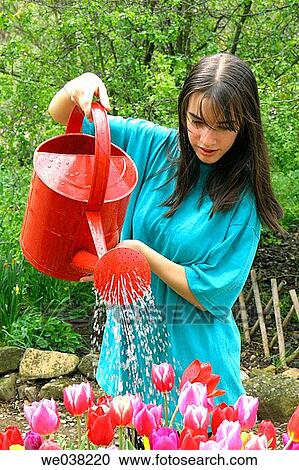 Girl watering tulips (Tulipa hybr. ) View Large Photo Image Stock Image - Girl watering tulips (Tulipa hybr. ). Fotosearch