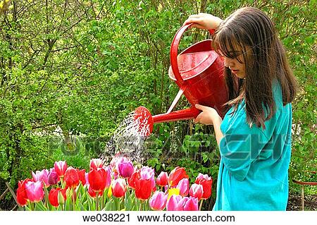 Girl watering tulips (Tulipa hybr. ) View Large Photo Image Stock Image - Girl watering tulips (Tulipa hybr. ). Fotosearch
