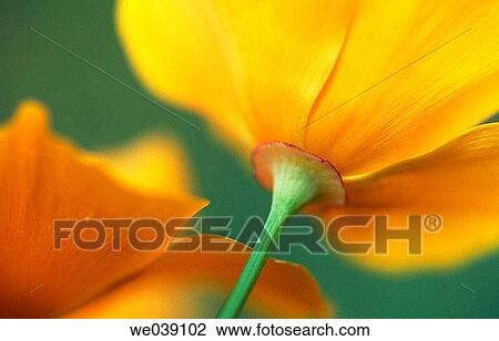 Golden poppy (Eschscholzia californica). South Island, New Zealand View Large Photo Image Stock Image - Golden poppy (Eschscholzia californica). South Island, New Zealand. Fotosearch
