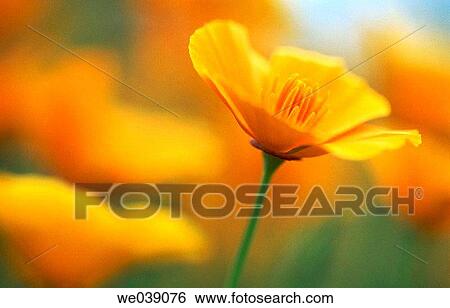 Golden poppy (Eschscholzia californica). South Island, New Zealand View Large Photo Image Stock Photograph - Golden poppy (Eschscholzia californica). South Island, New Zealand. Fotosearch