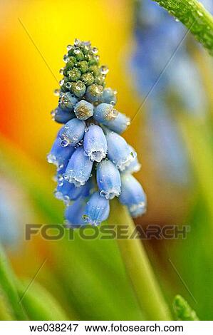 Grape Hyacinth (Muscari sp. ) View Large Photo Image Stock Photo - Grape Hyacinth (Muscari sp. ). Fotosearch