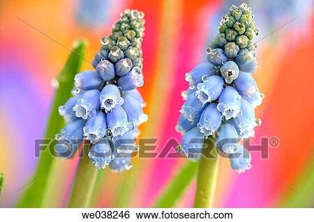 Grape Hyacinth (Muscari sp. ) View Large Photo Image Stock Photograph - Grape Hyacinth (Muscari sp. ). Fotosearch