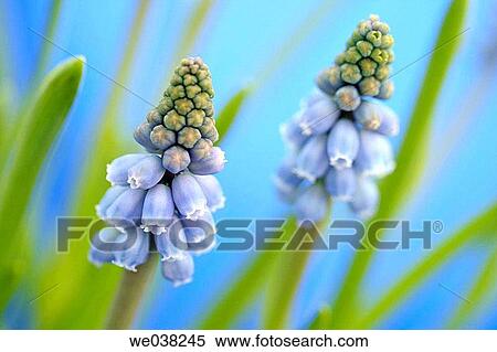 Stock Photography - Grape Hyacinth (Muscari sp. ). Fotosearch