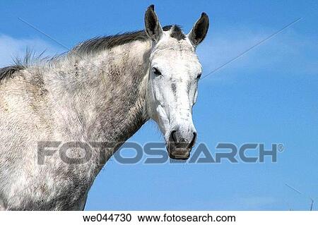 Gray coat mare. El Puerto de Santa Mar? a. Cßdiz province, Andalusia, Spain View Large Photo Image Stock Image - Gray coat mare. El Puerto de Santa Mar? a. Cßdiz province, Andalusia, Spain. Fotosearch