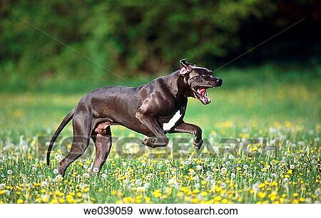 Great Dane dog View Large Photo Image Stock Photo - Great Dane dog. Fotosearch