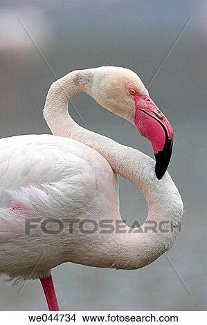 Greater Flamingo (Phoenicopterus ruber) View Large Photo Image Picture - Greater Flamingo (Phoenicopterus ruber). Fotosearch