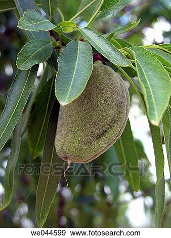 Green almond on tree. View Large Photo Image Stock Photo - Green almond on tree.. Fotosearch