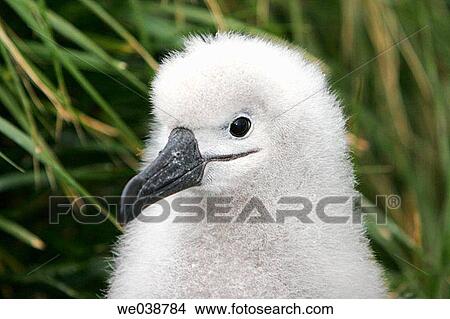 Grey-headed Albatross (Thalassarche chrysostoma) chick on nest in breeding grounds in Elsehul Bay, South Georgia Island View Large Photo Image Picture - Grey-headed Albatross (Thalassarche chrysostoma) chick on nest in breeding grounds in Elsehul Bay, South Georgia Island. Fotosearch