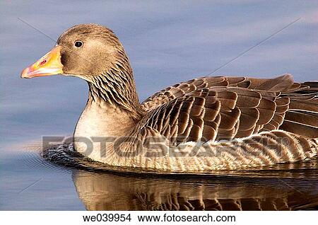 Greylag Goose (Anser anser) View Large Photo Image Picture - Greylag Goose (Anser anser). Fotosearch